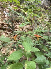 Clinopodium mimuloides