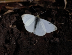 Theochila maenacte