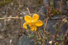 Mentzelia scabra chilensis