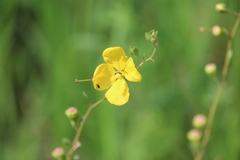 Ludwigia virgata