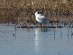 Chroicocephalus maculipennis