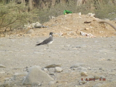 Ichthyaetus hemprichii