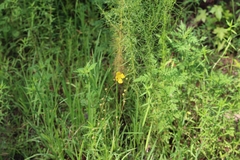 Ludwigia virgata