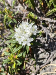 Rhododendron tomentosum