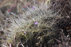 Tillandsia paleacea
