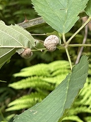 Neolasioptera farinosa