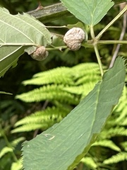 Neolasioptera farinosa