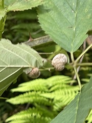 Neolasioptera farinosa