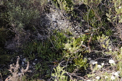 Carpobrotus edulis edulis