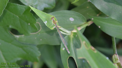 Paracercion hieroglyphicum