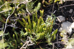 Carpobrotus edulis edulis