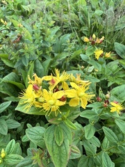 Hypericum graveolens