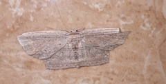 Phalacra