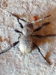 Moneilema variolare