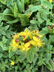 Hypericum graveolens