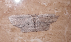 Phalacra