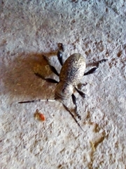 Moneilema variolare