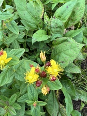 Hypericum graveolens