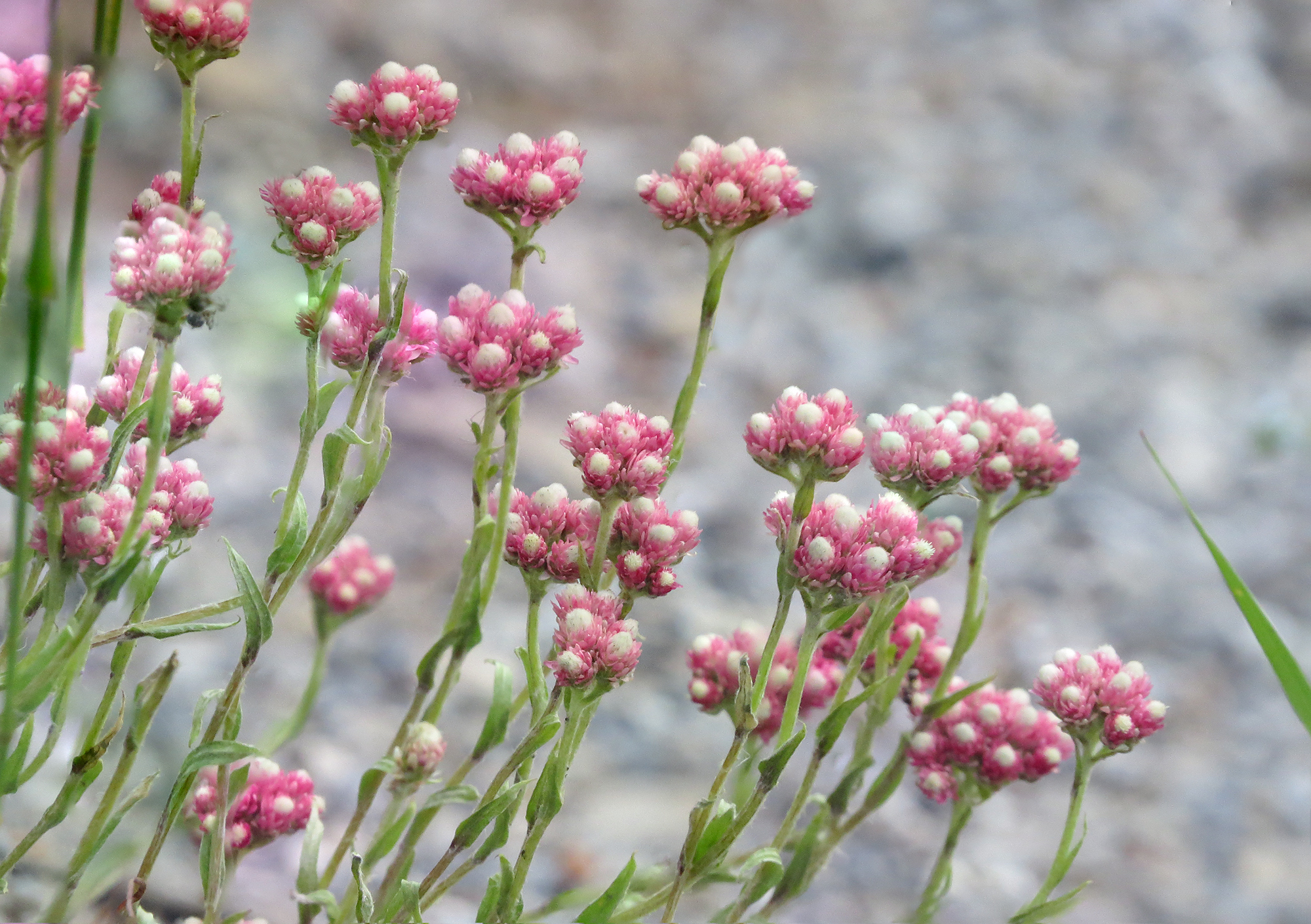 Antennaria rosea