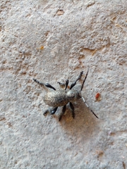 Moneilema variolare