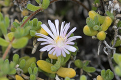 Drosanthemum candens