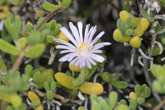 Drosanthemum candens