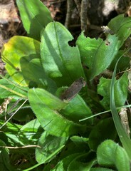 Pulmonaria angustifolia