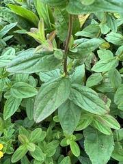 Hypericum graveolens