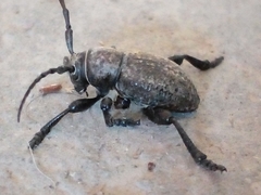 Moneilema variolare