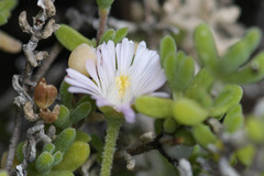 Drosanthemum candens