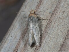 Holcocera chalcofrontella