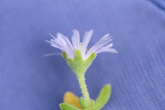 Drosanthemum candens