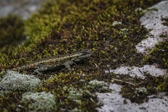 Sceloporus anahuacus