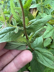 Hypericum graveolens