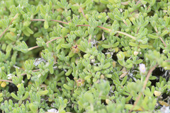 Drosanthemum candens