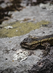 Sceloporus anahuacus