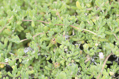 Drosanthemum candens