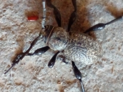 Moneilema variolare