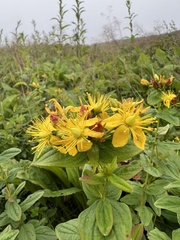 Hypericum graveolens