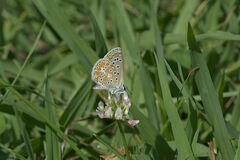 Polyommatus icarus