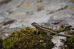 Sceloporus anahuacus