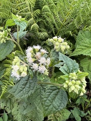 Ageratina roanensis