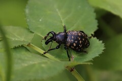 Liparus glabrirostris