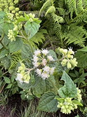 Ageratina roanensis