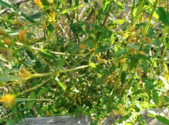 Hypericum undulatum