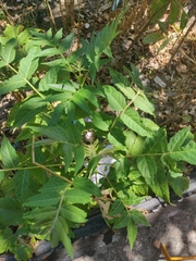 Ailanthus altissima