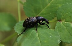 Liparus glabrirostris