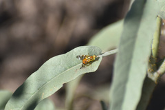 Zonosemata vittigera