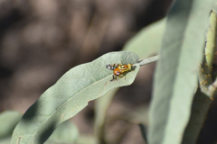 Zonosemata vittigera