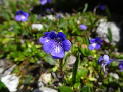 Pinguicula leptoceras
